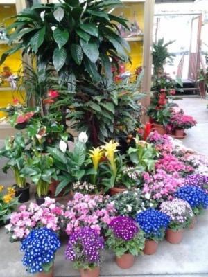 Vitalflor  - Foto 8