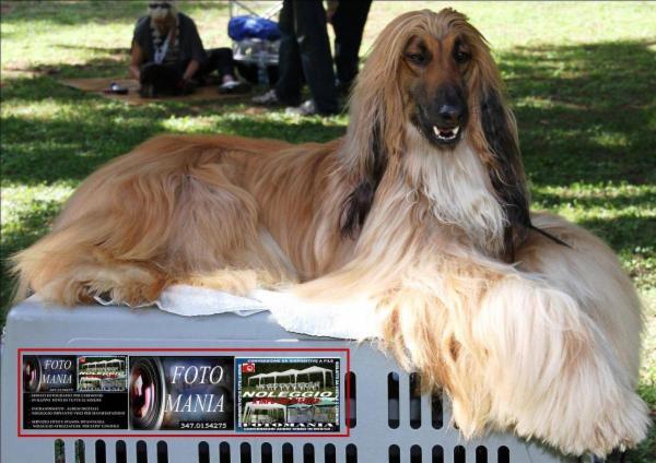 TOELETTATURA BEAUTY PET - Foto 1