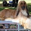 TOELETTATURA BEAUTY PET