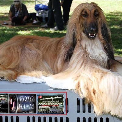 TOELETTATURA BEAUTY PET