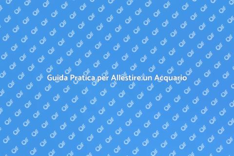 Allestire un Nuovo Acquario Facile