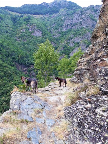 dogsitting, gruppi di dogtrekking e socializzazioni - Foto 4