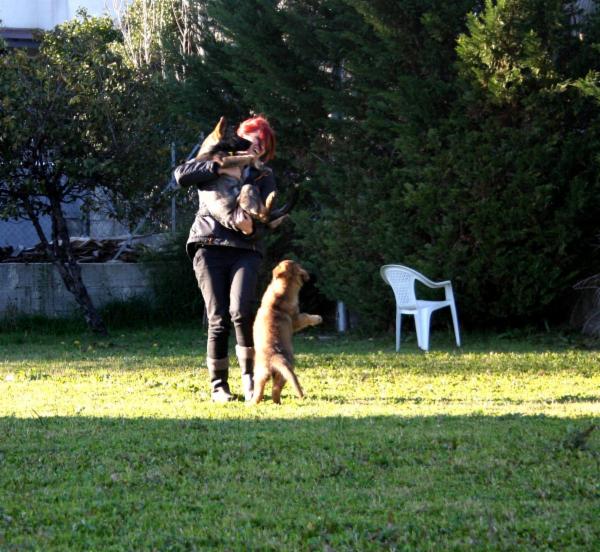 Wolf In Dog di Barbara de Risi - Foto 13