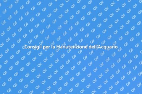 Manutenzione Acquario: Guida Completa