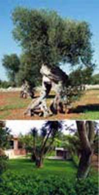 Vivai Natura Verde  - Foto 2