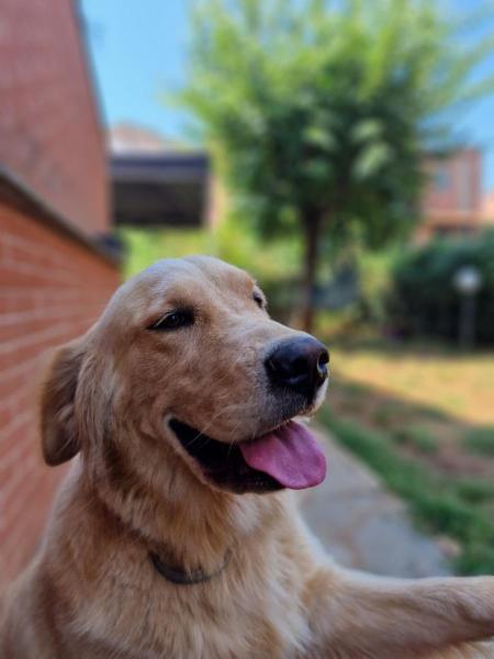 Giulio Paolo Alberto Vitulli - Foto 10