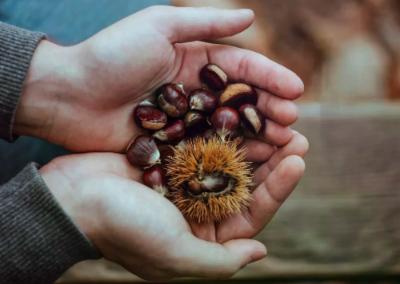 Castagne: proprietà, benefici e come cucinarle