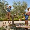 Come Trovare Giardinieri Specializzati in Potatura di Olivi
