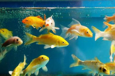 Aquarium  - Foto 2