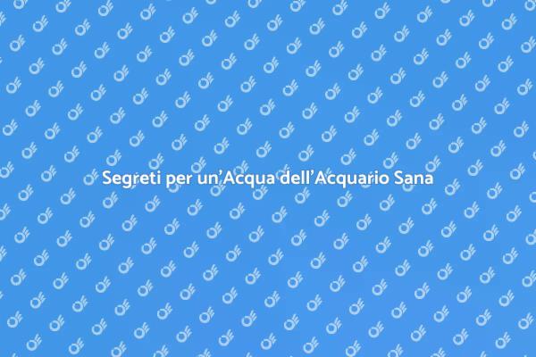 Come Bilanciare l'Acqua dell'Acquario