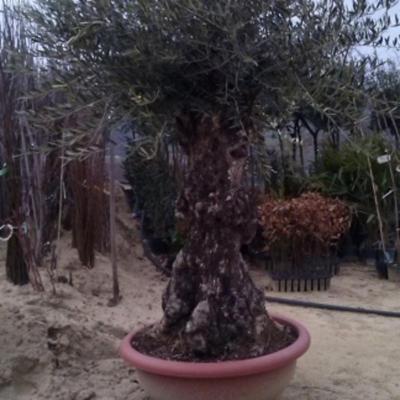 Vivai Piante Lello Grasso  - Foto 5