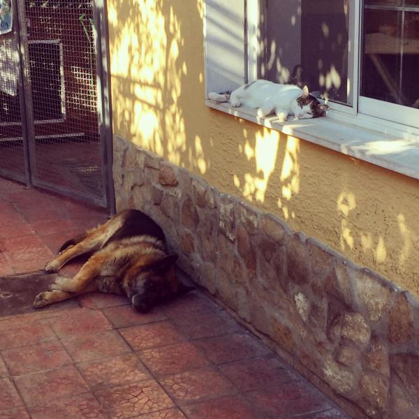 Dog sitter - Foto 10