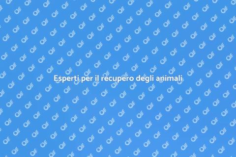Assumere un esperto per animali perduti