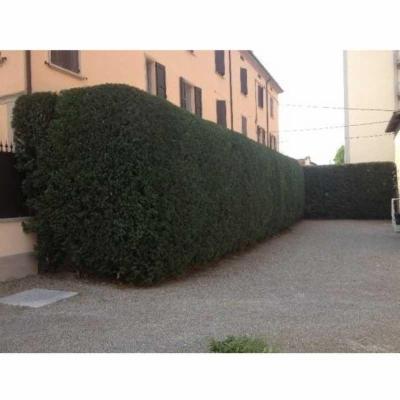 Tutto Verde  - Foto 6