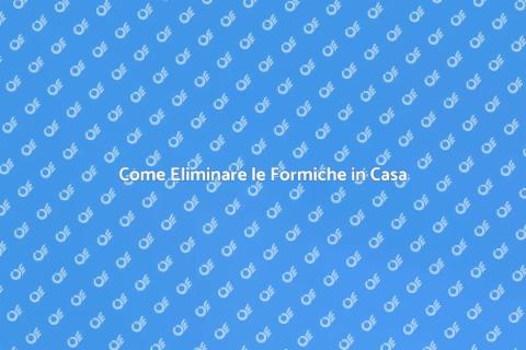 Disinfestare le Formiche: Guida Pratica