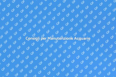 Manutenzione Acquario: Consulenza Essenziale