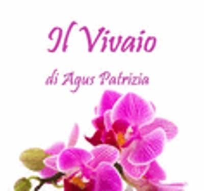 Il Vivaio di Agus Patrizia  - Foto 1