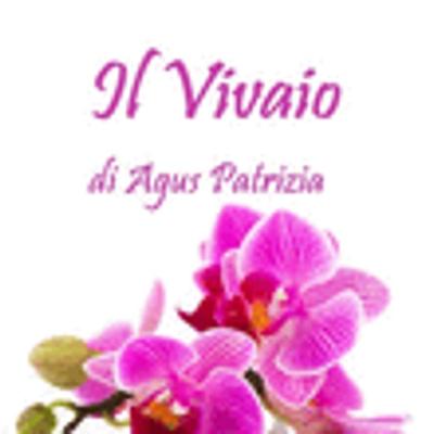 Il Vivaio di Agus Patrizia