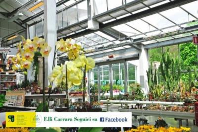 Fratelli Carrara  - Foto 8