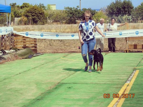 Dog sitter - Foto 21