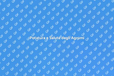 Potatura per Salute Agrumi