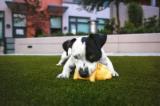 Cani: consigli per non farli annoiare in assenza del padrone