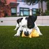 I migliori giocattoli interattivi per cani annoiati