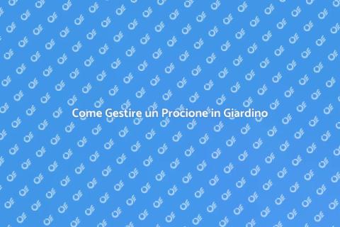 Rimuovere un Procione: Guida Pratica