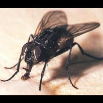 No Fly Zone  - Foto 5