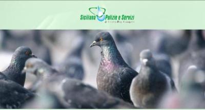 Siciliana Pulizie e Servizi  - Foto 6