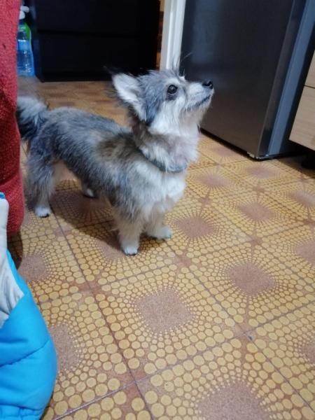 Roberta Pet Groomer - Foto 4