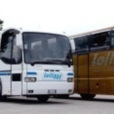 Lollibus