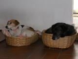 DogSoul - Foto 5