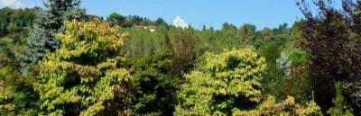 Zamuner Ezio Azienda Florovivaistica  - Foto 4