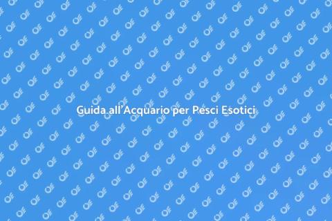 Acquario per Pesci Esotici: Guida Completa