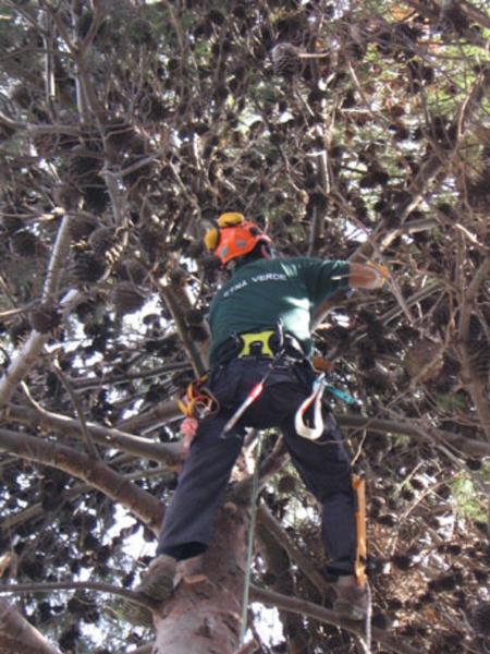 Etna Verde  - Foto 2