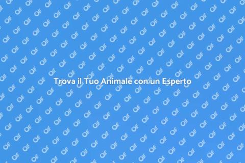 Assumere un Esperto per Animali