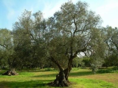 Romagna Garden  - Foto 3