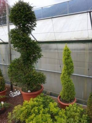 Azienda Florovivaistica Faraon Antonio  - Foto 8
