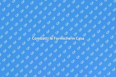 Disinfestazione Formiche in Casa