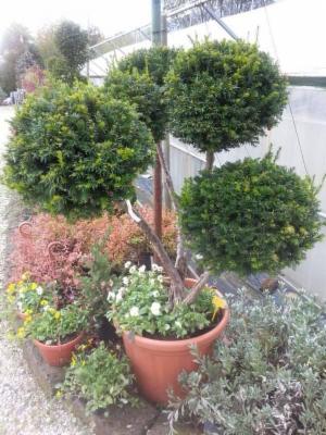 Azienda Florovivaistica Faraon Antonio  - Foto 4