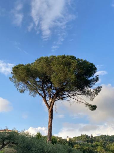 Arbor Climbing di Rocco Lodise - Foto 5