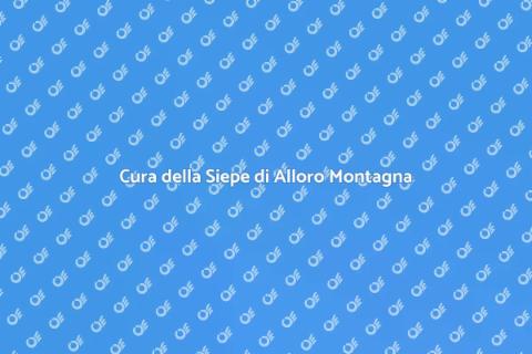 Mantenere Siepe di Alloro Montagna