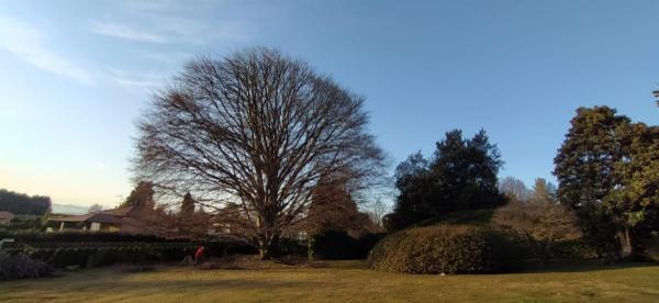Treestylist - Foto 4