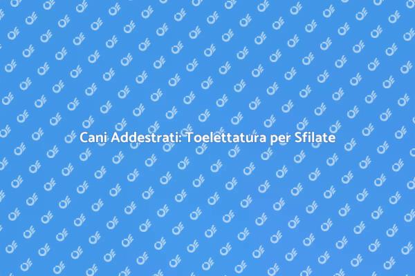 Il Look Perfetto per il Tuo Cane