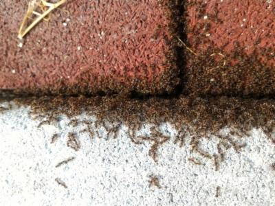Agrosan Disinfestazioni Sas  - Foto 7