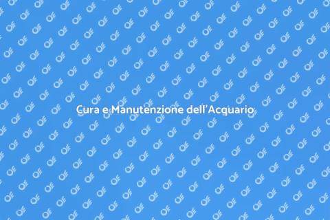 Manutenzione dell'Acquario: Guida Essenziale