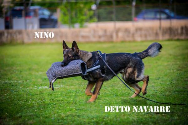 Wolf In Dog di Barbara de Risi - Foto 10