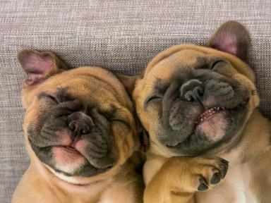 Cuccioli: come insegnare al tuo cagnolino a fare i bisogni nei posti giusti!