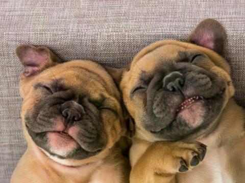 Come addestrare il tuo nuovo cucciolo a fare i bisogni